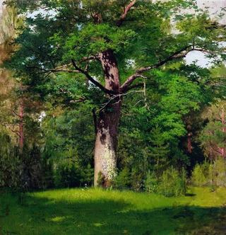 Дуб, 1880