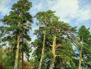 Верхушки сосен. Этюд 1890-е 40. 7х53