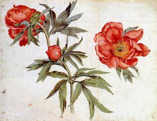 Этюд пионов, 1472