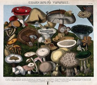 Ядовитые грибы - 24 вида, в том числе виды Agaricus, Hypophyllum и Amanita. Цветная литография А. Корнильона, ок. 1827 г., по Приеру.