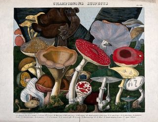 Различные грибы - 20 видов, в том числе мухомор (Amanita muscaria), смертный колпак (Amanita phalloides), виды Boletus и Agaricus. Цветная литография А. Корнильона, ок. 1827 г., по Приеру.
