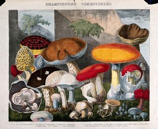 Съедобные грибы - 19 видов, в том числе конские и шампиньоны (Agaricus), сморчки (Morchella и Helvella) и виды подосиновиков. Цветная литография А. Корнильона, ок. 1827 г., по Приеру.