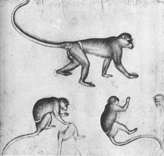 Обезьяны, 1430