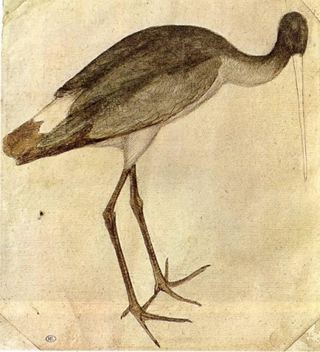 Аист, 1430