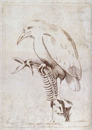 Зимородок держит в одной ноге скелет рыбы. Офорт К. Кнаптона, 1736 г., по мотивам Г. Нанни.