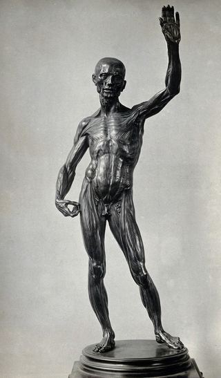 Анатомические мужские фигуры. Фотография 1920/1960 бронзовой скульптуры работы Лодовико Карди (Il Cigoli), ок. 1600.