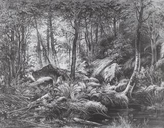 Трущобы (Вид на остров Валаам), 1860 - Иван Шишкин