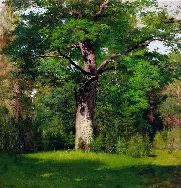 Дуб, 1880