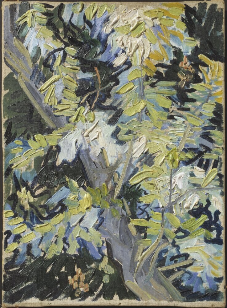 Цветущие ветки акации