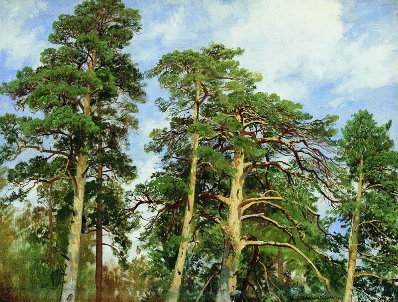 Верхушки сосен. Этюд 1890-е 40. 7х53