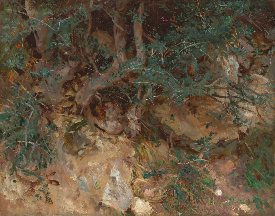 Корни дикой оливы, Вальдемоса, Майорка
