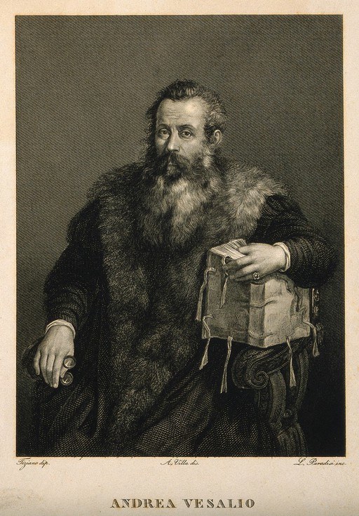 Портрет Андреаса Везалия (1514–1564), фламандского анатома.
