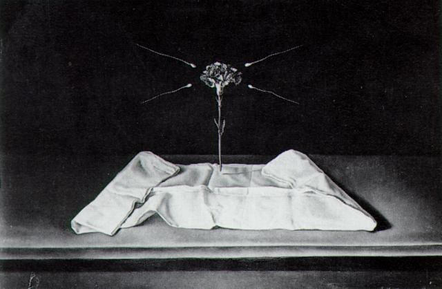 Мистическая гвоздика, 1950 - 1951