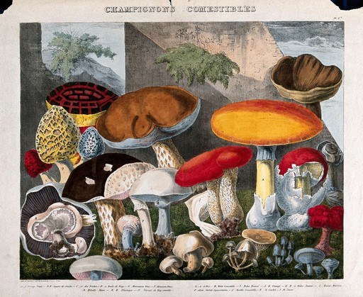 Съедобные грибы - 19 видов, в том числе конские и шампиньоны (Agaricus), сморчки (Morchella и Helvella) и виды подосиновиков. Цветная литография А. Корнильона, ок. 1827 г., по Приеру.