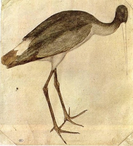 Аист, 1430
